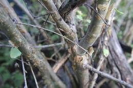 Imagem de Jatropha cardiophylla (Torr.) Müll. Arg.