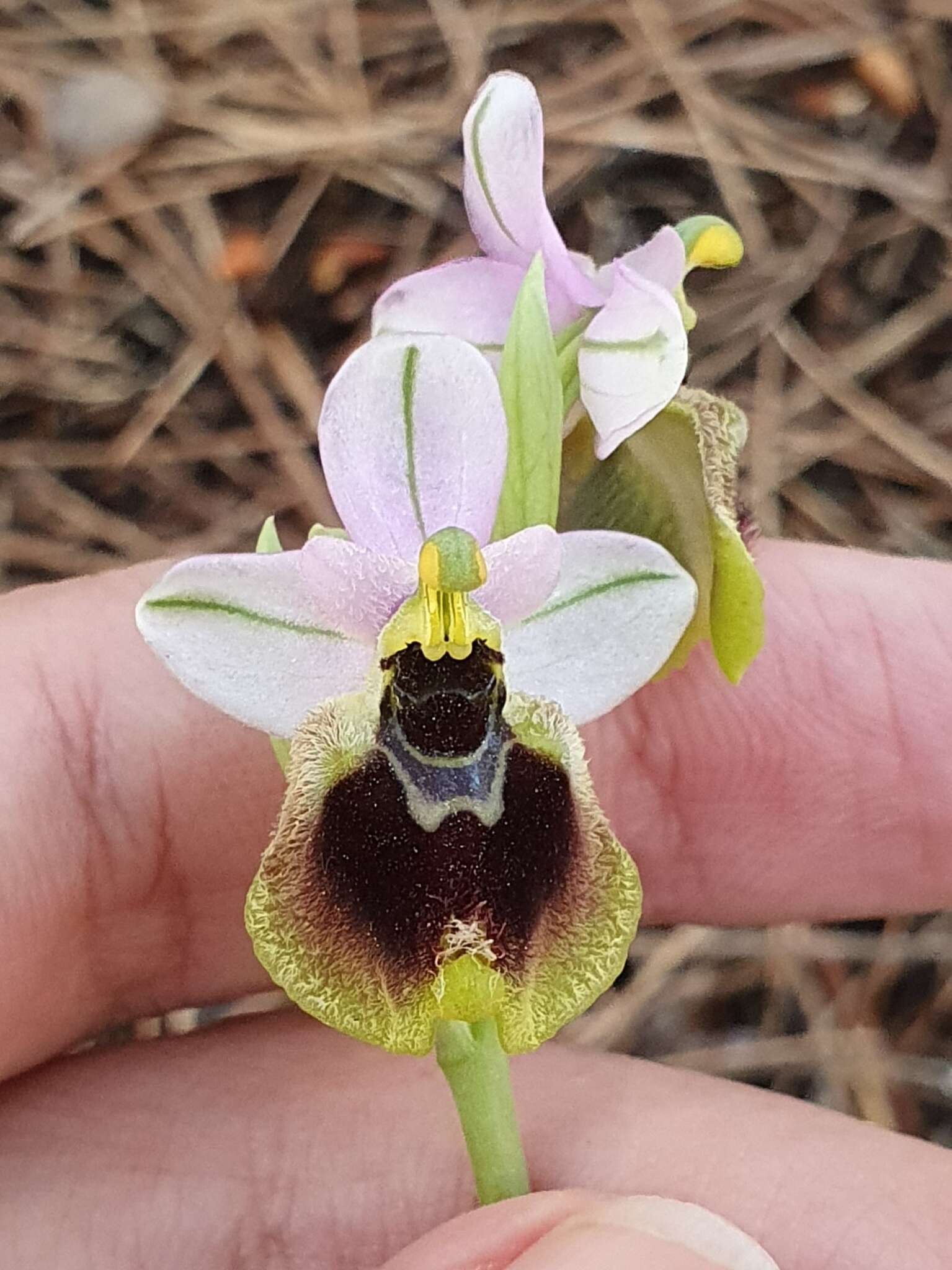 Image of Ophrys tenthredinifera subsp. ficalhoana (J. A. Guim.) M. R. Lowe & D. Tyteca