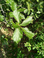 Quercus hirtifolia M. L. Vázquez, S. Valencia & Nixon的圖片