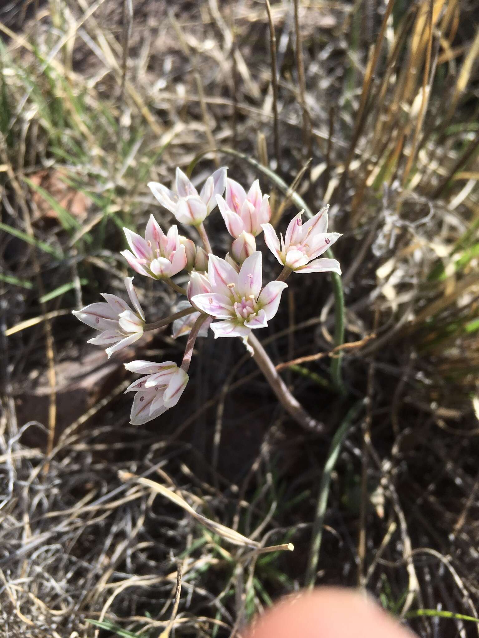 Image of largeflower onion