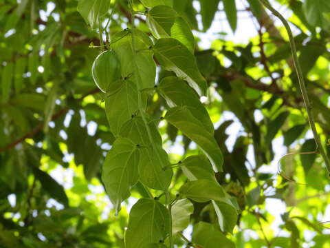 Image of Adenia heterophylla (Bl.) Koord.