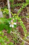 Plancia ëd Heteropterys purpurea (L.) Kunth