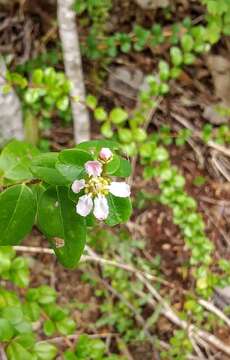 Слика од Heteropterys purpurea (L.) Kunth