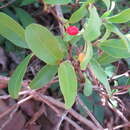 Sivun Erythroxylum campestre A. St.-Hil. kuva