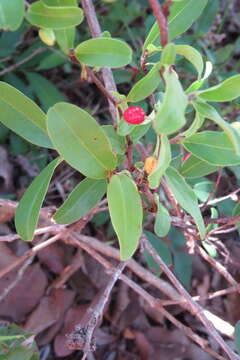 Image of Erythroxylum campestre A. St.-Hil.