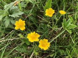 Image of Potentilla aurea L.