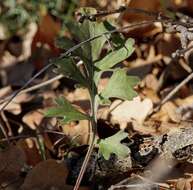 Sivun Tanacetum cinerariifolium (Trev.) Sch. Bip. kuva