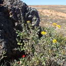 صورة Berkheya fruticosa (L.) Ehrh.