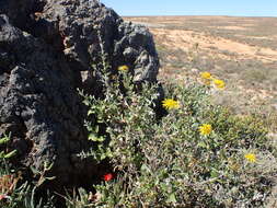 Image of Berkheya fruticosa (L.) Ehrh.