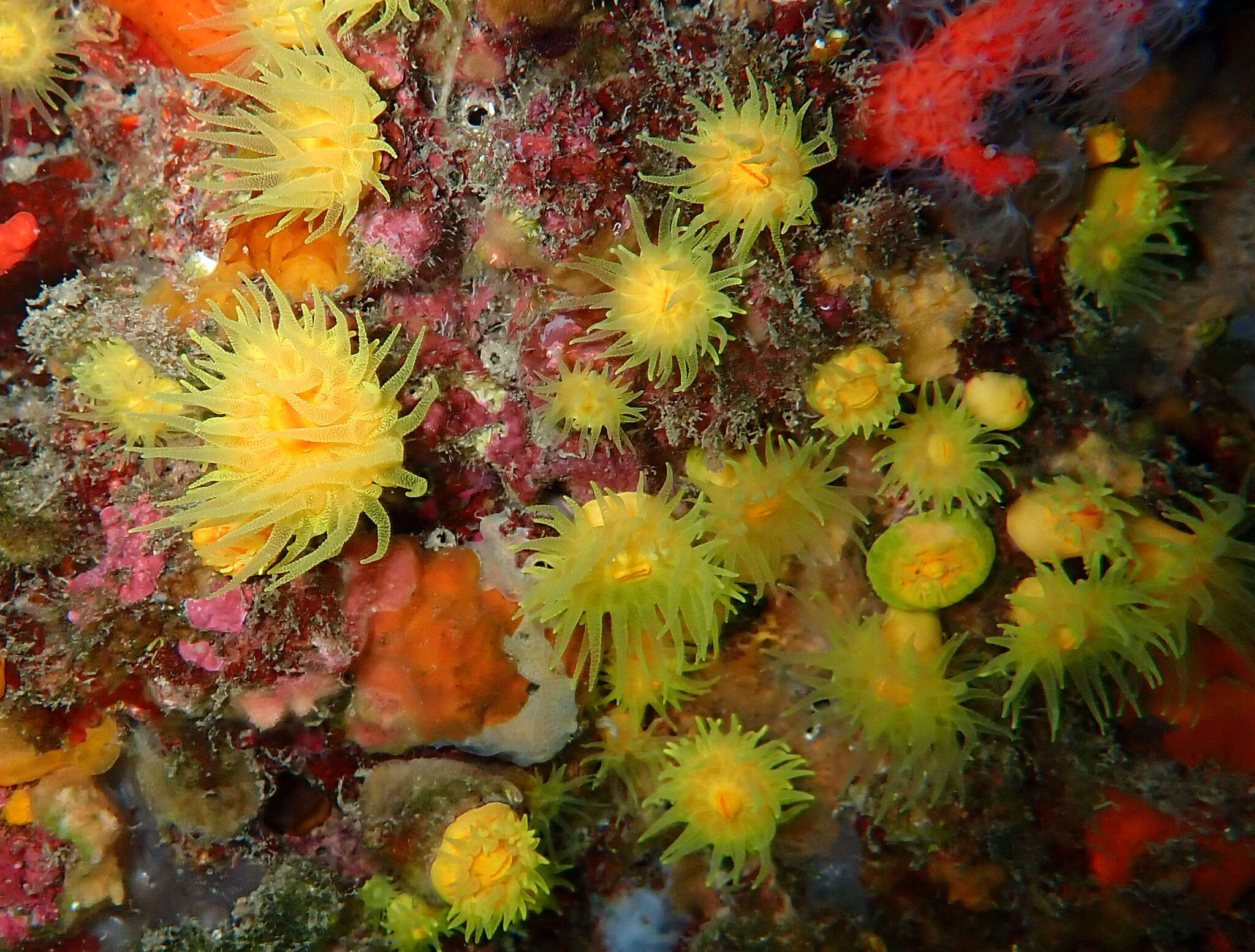 Image of Sunset cup coral