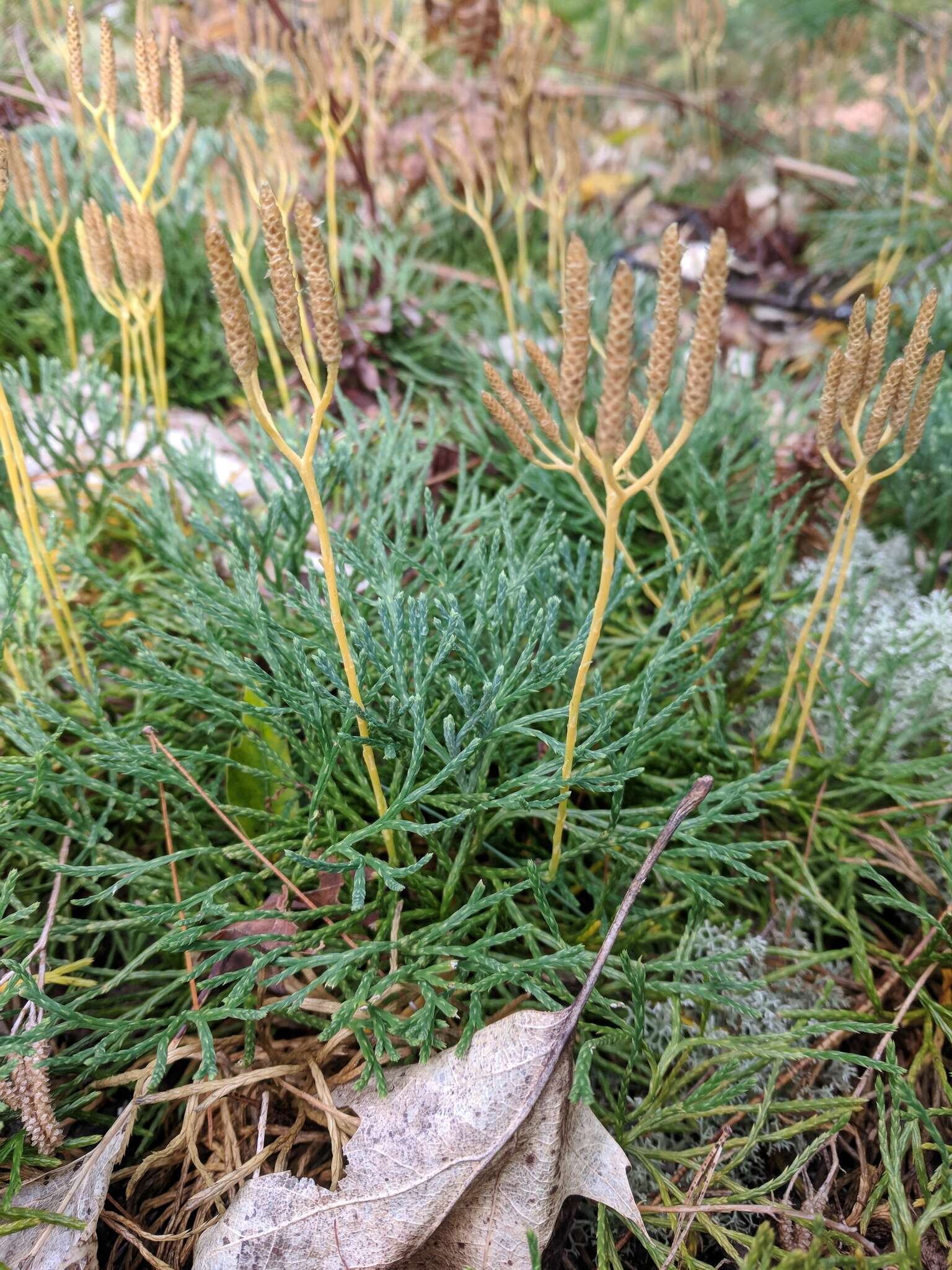 Image of deeproot clubmoss