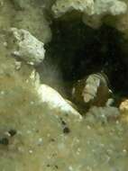 Image of Prawn-goby prawngoby shrimp-goby