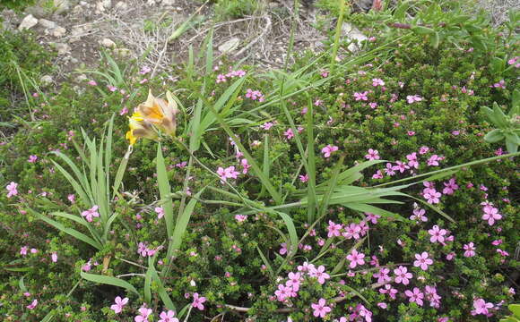 Freesia leichtlinii subsp. leichtlinii resmi