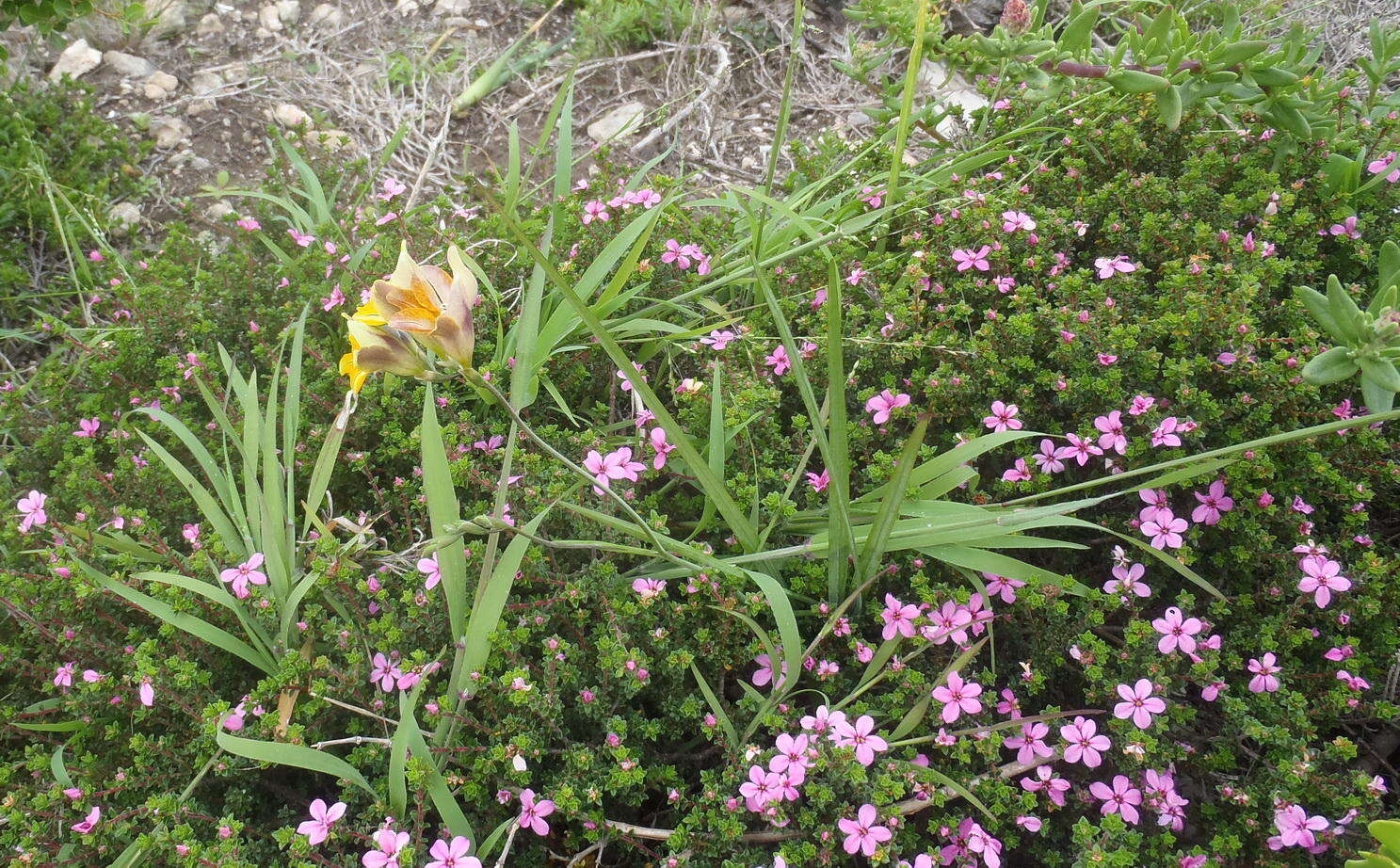 Image of Freesia leichtlinii subsp. leichtlinii