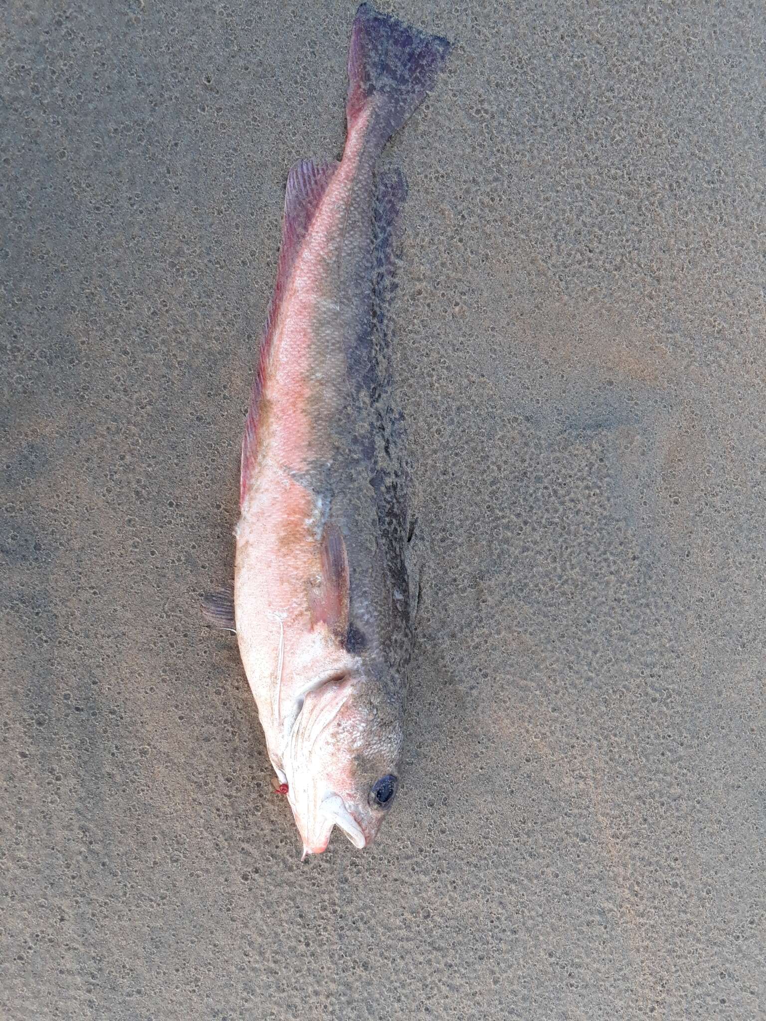 Image of Red codling