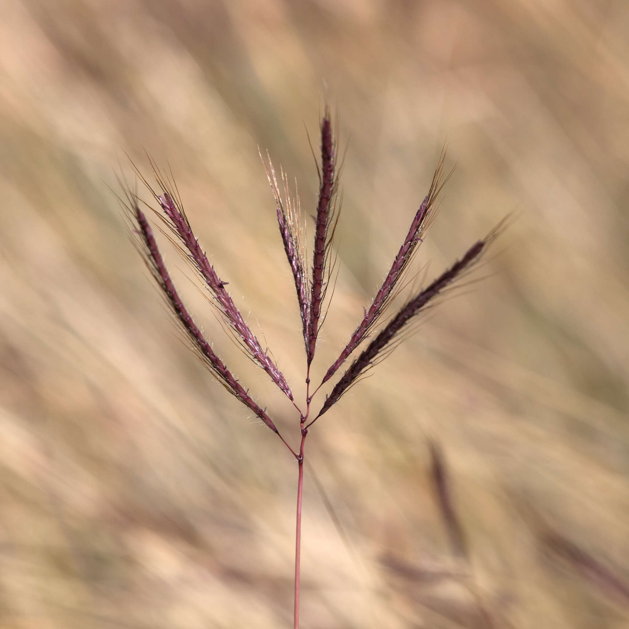 Imagem de Bothriochloa ewartiana (Domin) C. E. Hubb.