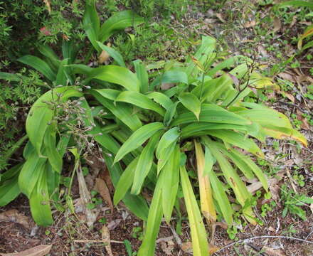 Image of Arthropodium cirratum (G. Forst.) R. Br.