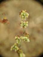 Image of twotooth buckwheat