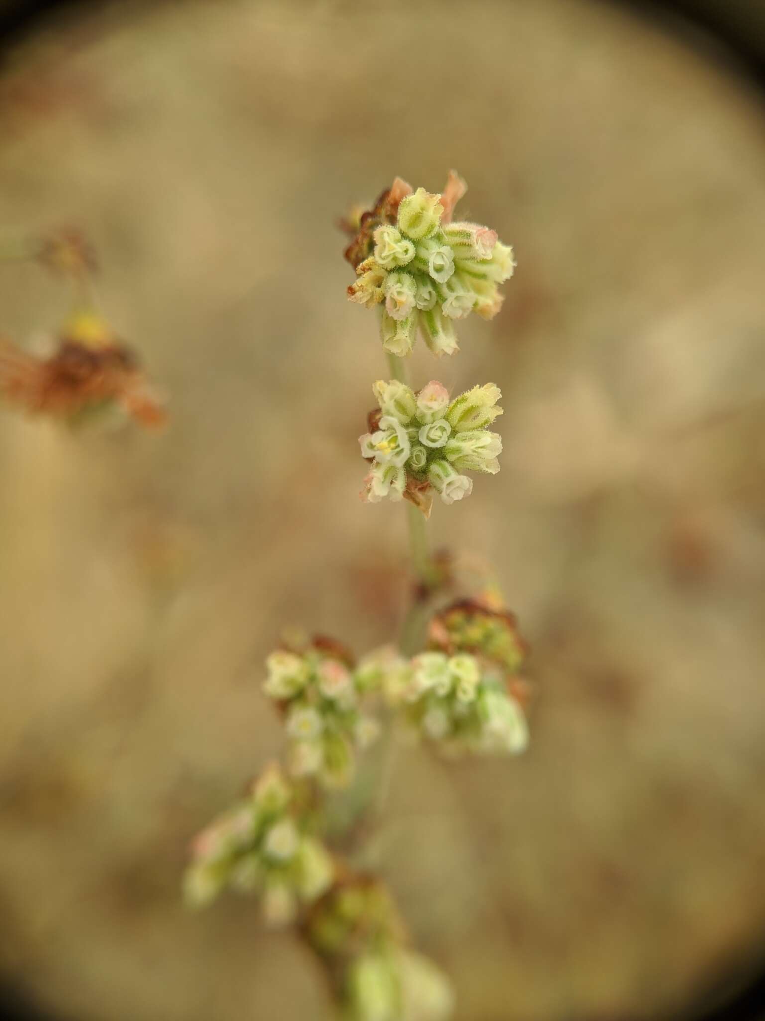 Image of twotooth buckwheat