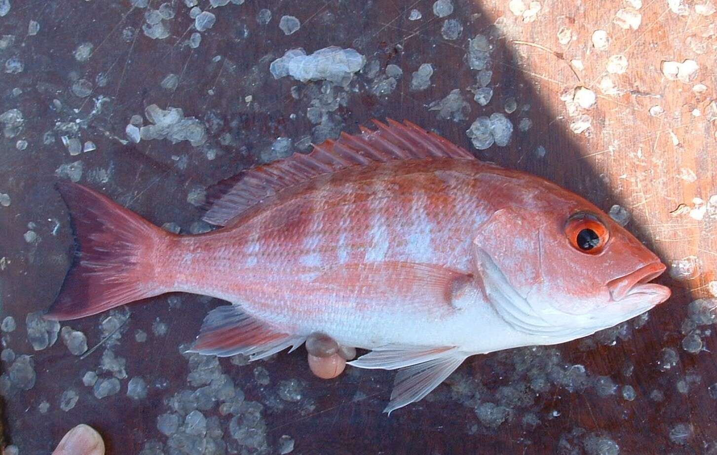 Image of Pacific red snapper