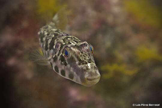 Image of Guinean Puffer