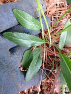 Image of Small's ragwort