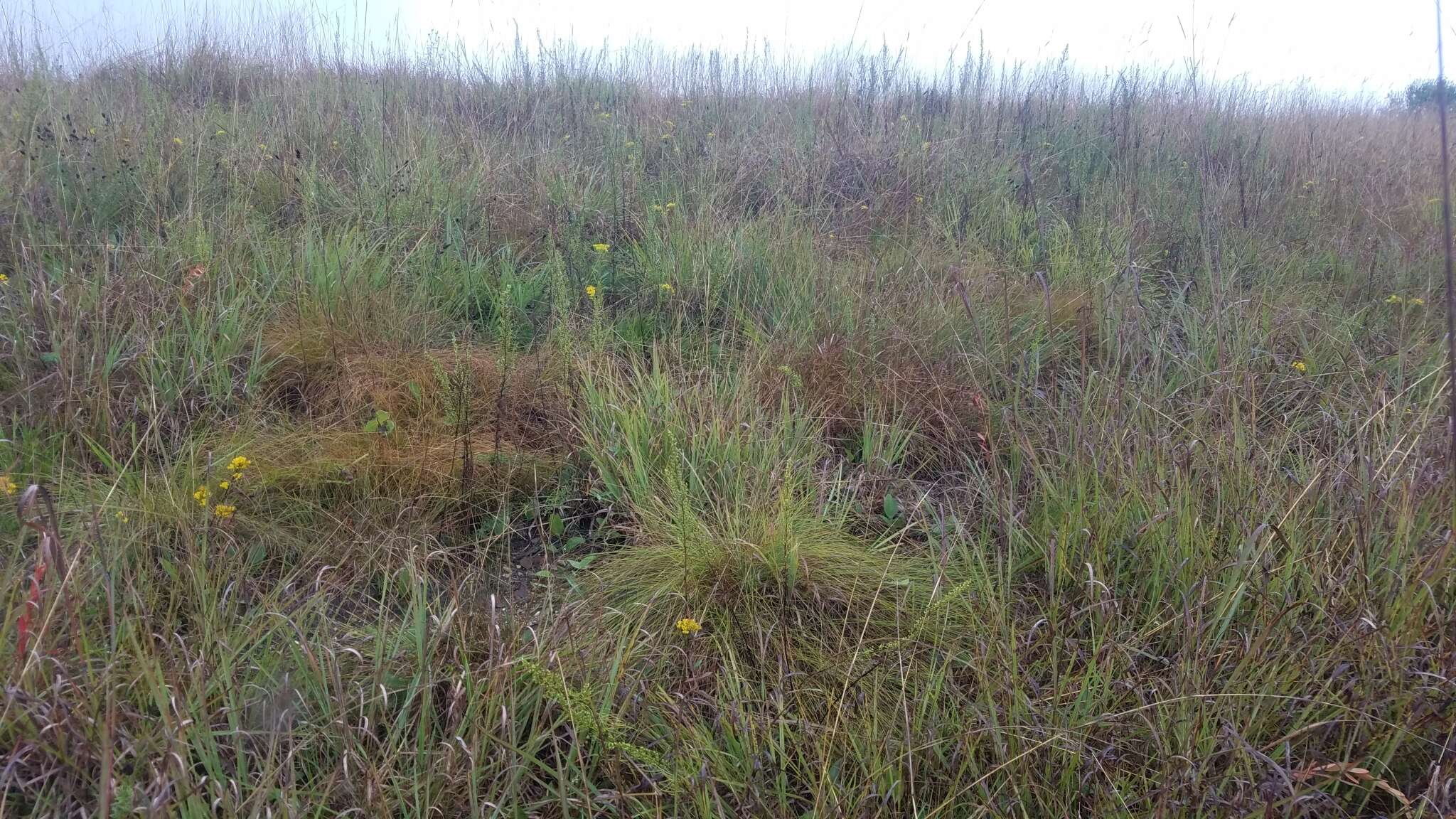 Image of prairie dropseed