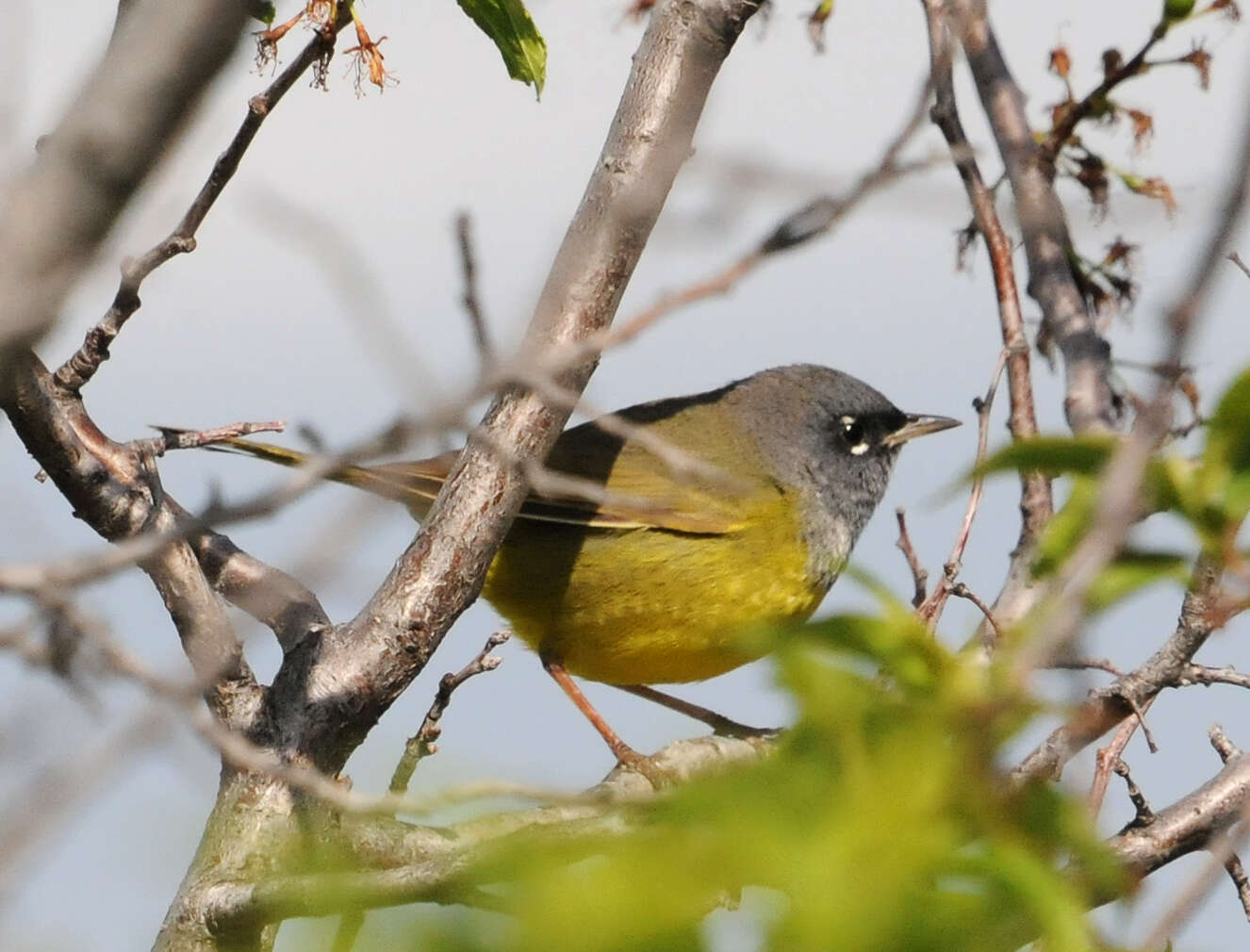 Image of MacGillivray's Warbler