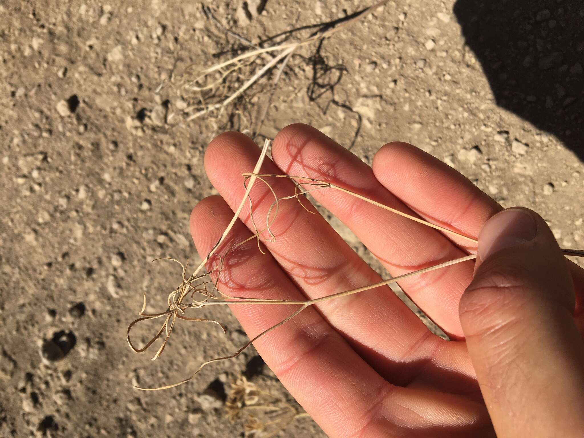 Image of Great Basin desertparsley