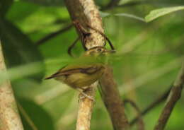 Image of Stub-tailed Spadebill