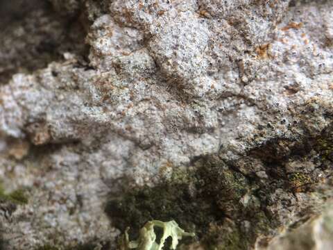 Image of dot lichen