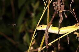 Image of China Grass Lizard