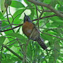 Image of Stripe-throated Wren