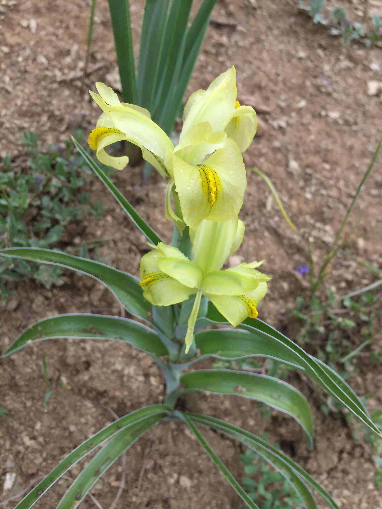 Слика од Iris caucasica Hoffm.