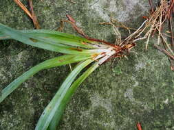 Imagem de Carex platyphylla J. Carey