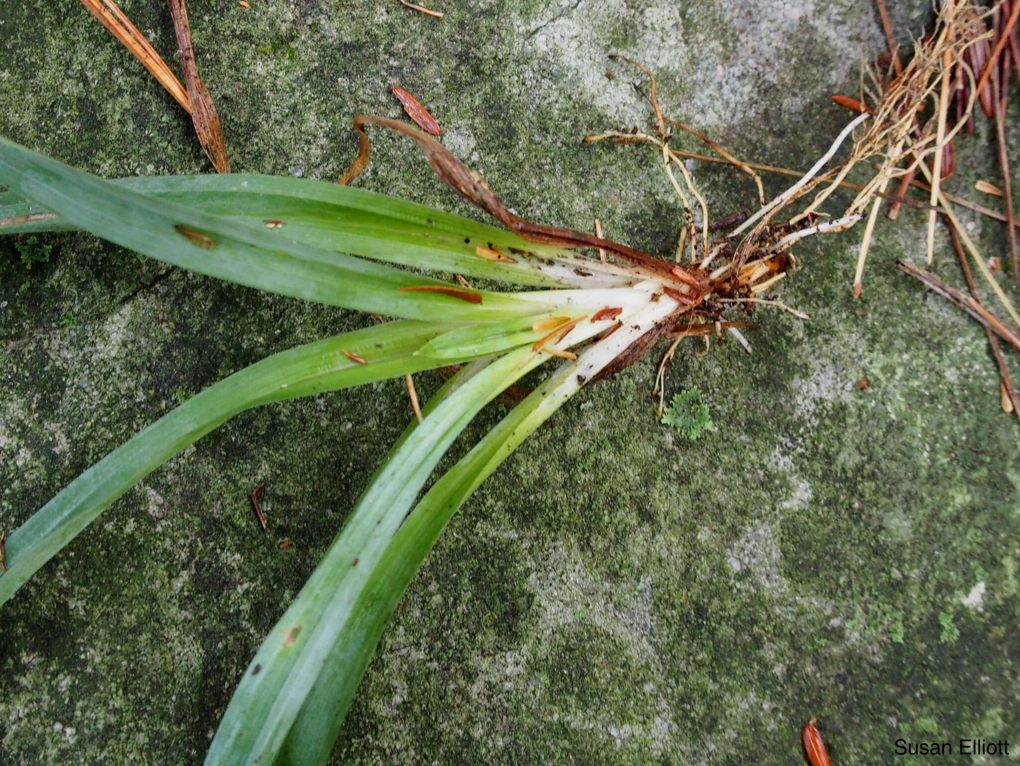 Image of broadleaf sedge