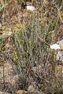 Image of Dunn's mariposa lily