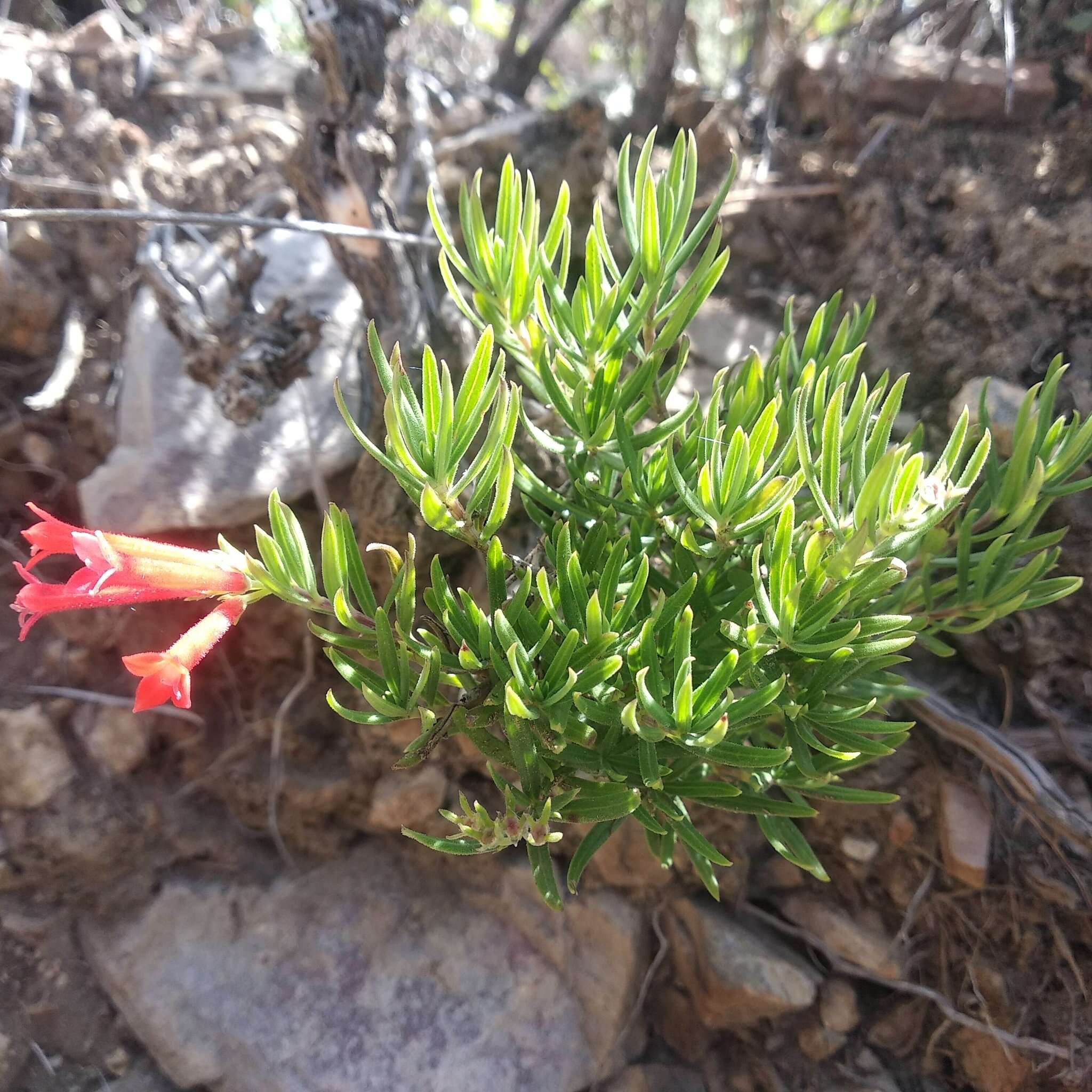 Imagem de Bouvardia tenuifolia Standl.