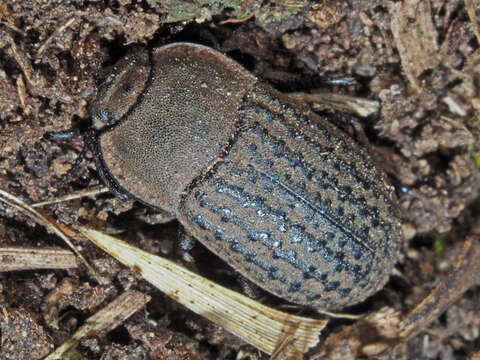 Image of Opatrum sabulosum (Linnaeus 1761)