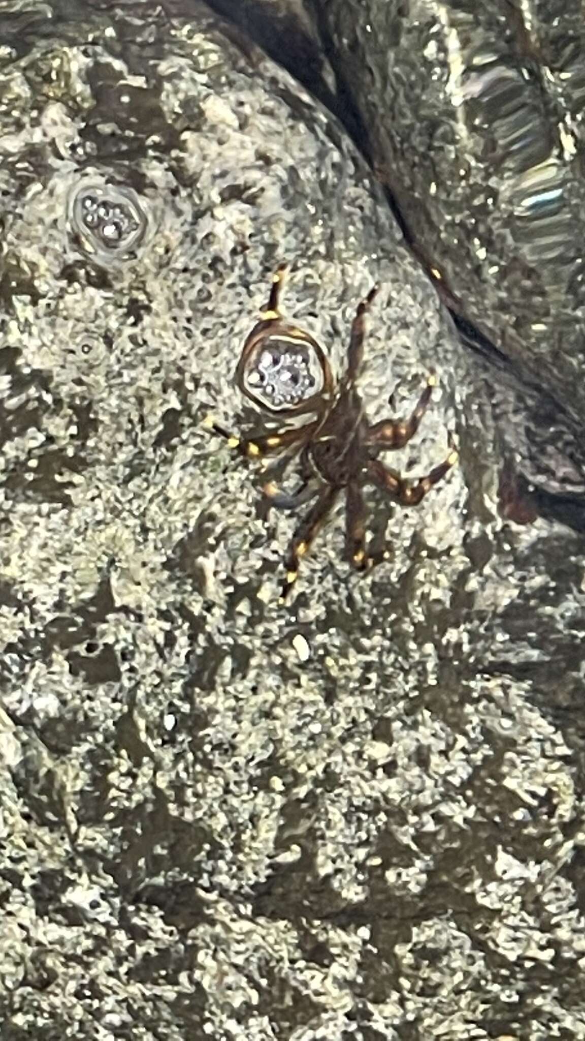 Image of flat rock crab