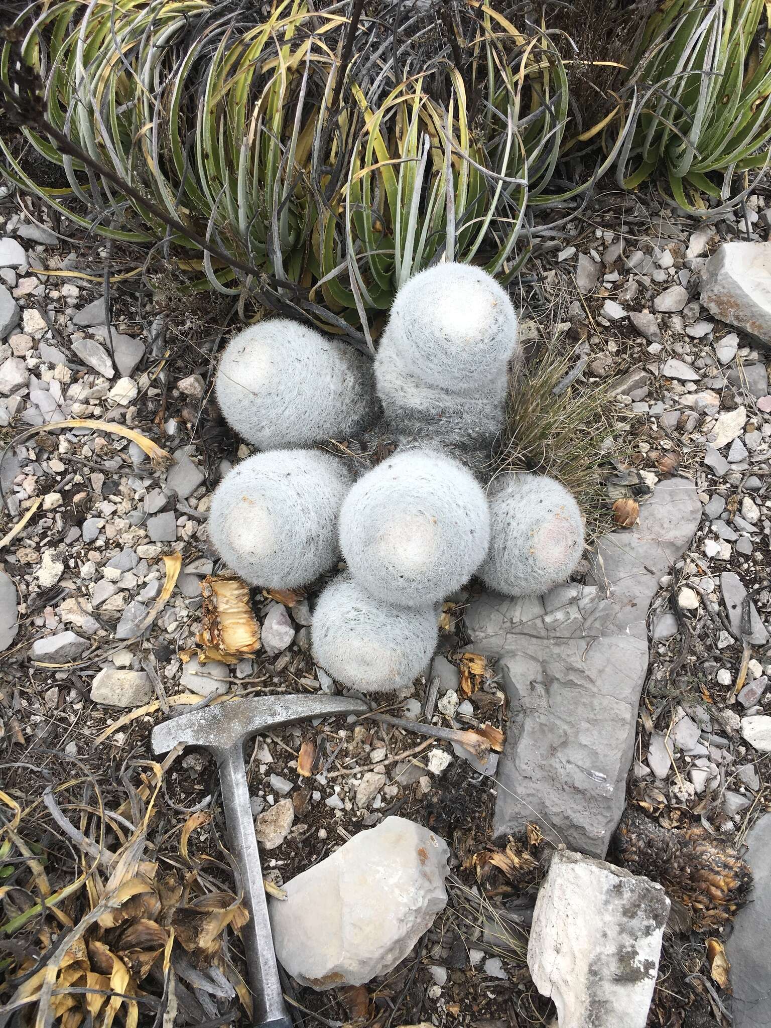 Image of Mammillaria candida Scheidw.