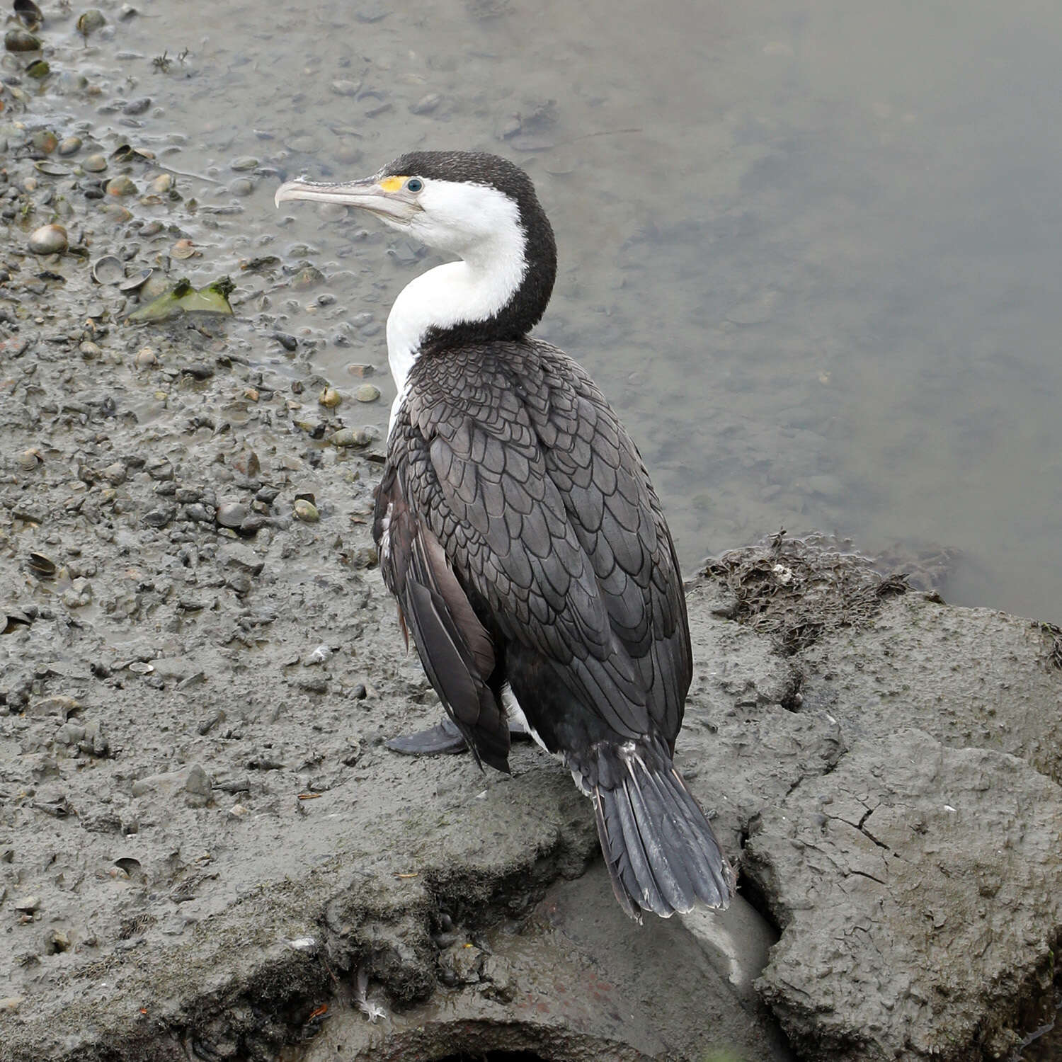 Image of Australian Pied Cormorant