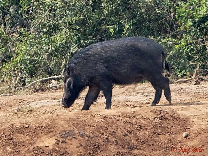 Image of Giant Forest Hogs