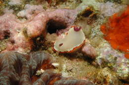 Image of Goniobranchus rubrocornutus (Rudman 1985)