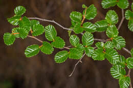 Image of Nothofagus gunnii (Hook. fil.) Oerst.