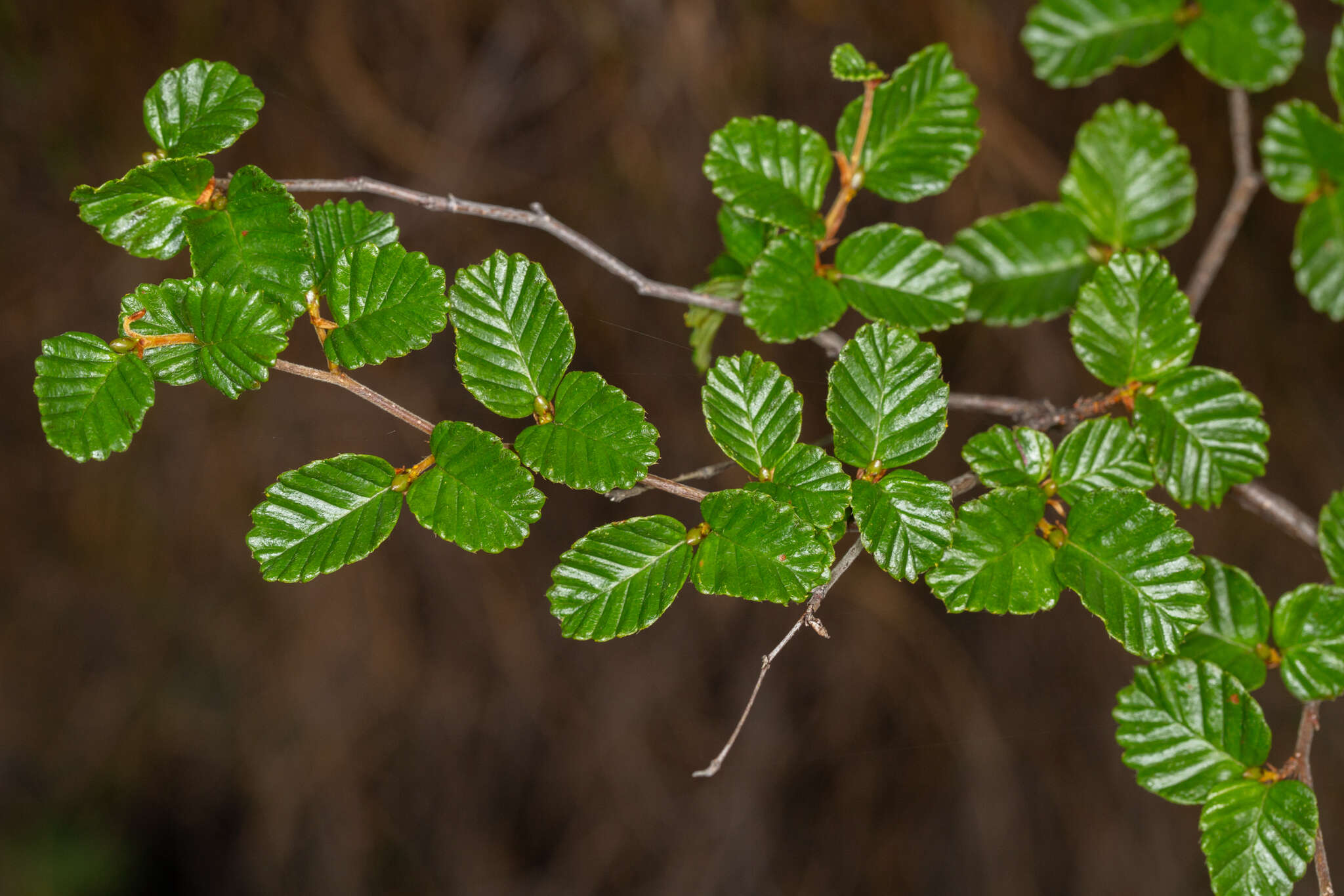 Image of Nothofagus gunnii (Hook. fil.) Oerst.