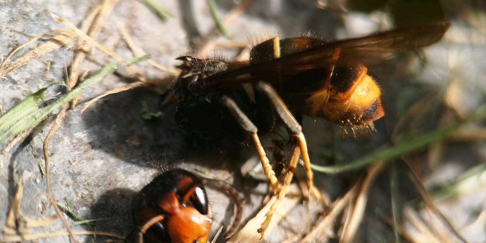 Image of Vespa velutina nigrithorax Buysson 1905