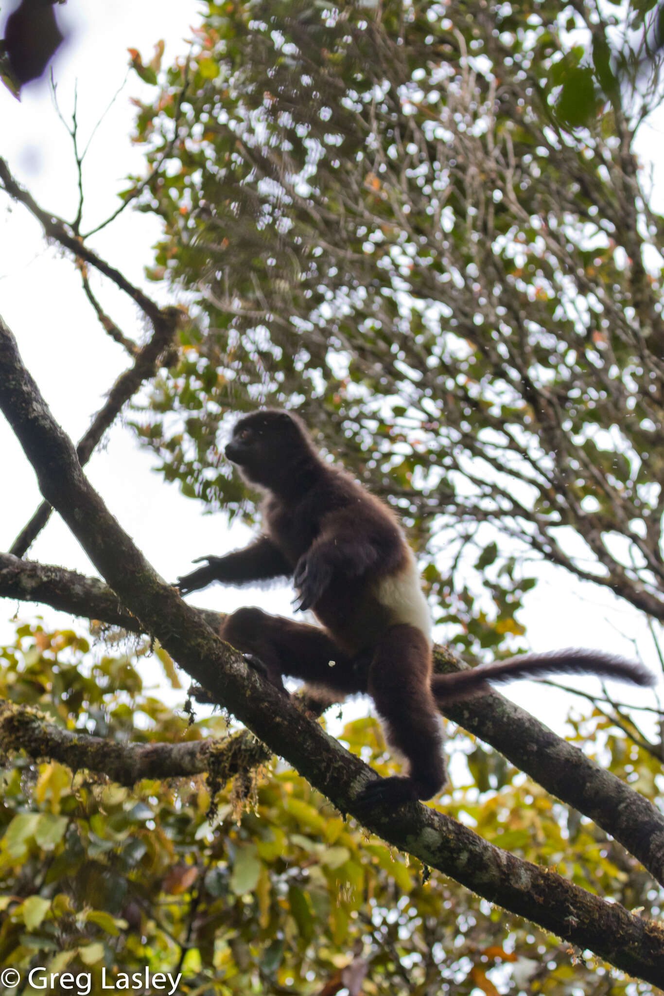 Image of Milne-Edward's Sifaka