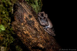 Image of Coronated Treefrog