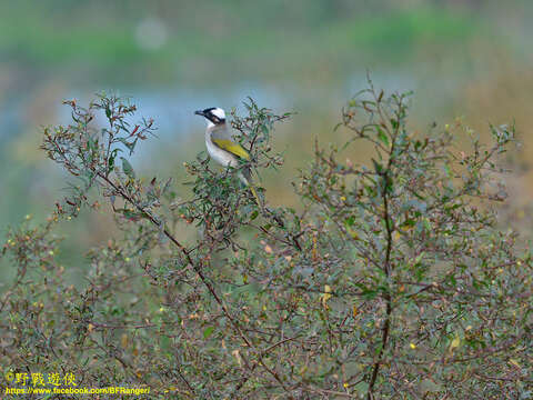 صورة Pycnonotus sinensis formosae Hartert 1910